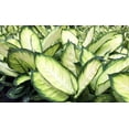 thumbnail image 2 of Tropic Marianne Dieffenbachia Plant - Exotic - 4" Pot, 2 of 2