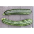 thumbnail image 2 of 50 COCOZELLE di Napoli SQUASH Italian Zucchini Cucurbita Pepo Vegetable Seeds, 2 of 10