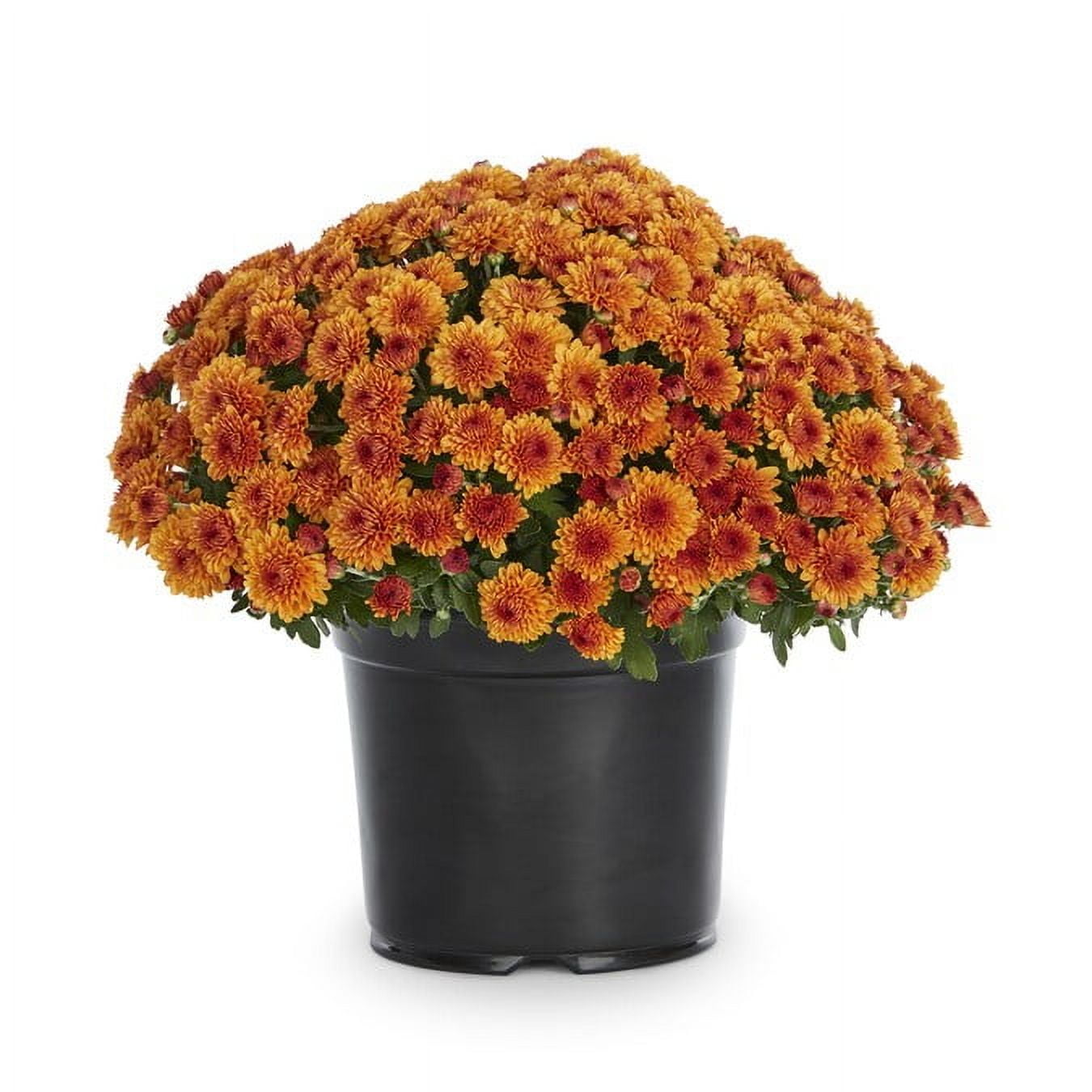 Expert Gardener Orange Mum Live Plant in 3.0QT Grower Pot