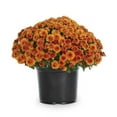 thumbnail image 3 of Expert Gardener Orange Mum Live Plant in 3.0QT Grower Pot, 3 of 6