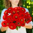 thumbnail image 2 of Eden Brothers Zinnia Seeds - Will Rogers, Non-GMO Seeds for Planting, 1 oz | Low-Maintenance Flower Seeds, Plant During Spring, Zones 3, 4, 5, 6, 7, 8, 9, 10, 2 of 4