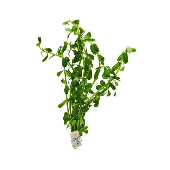 Bacopa Caroliniana Size: Bunch 3-5 Stems Live Aquarium Plants BUY 2 GET 1 FREE