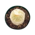 thumbnail image 3 of Silver Torch Cactus Cleistocactus strausii, Snow Pole, Wooly Torch, Snowy Cacti, Similar to Old Man/Old Lady Cactus, Well Rooted Live, 3 of 8