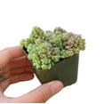 thumbnail image 5 of Sedum Dasyphyllum Minor Succulent (2"+ Clay Pot) - Tiny, Lovely, Easy to Care Succulent for Beginners - Live Healthy Succulent for Home Office, 5 of 9