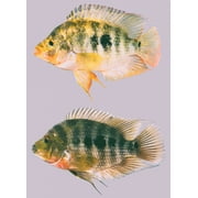 Midas Cichlid Unsexed 3-4 in 2 pack, Live Fish