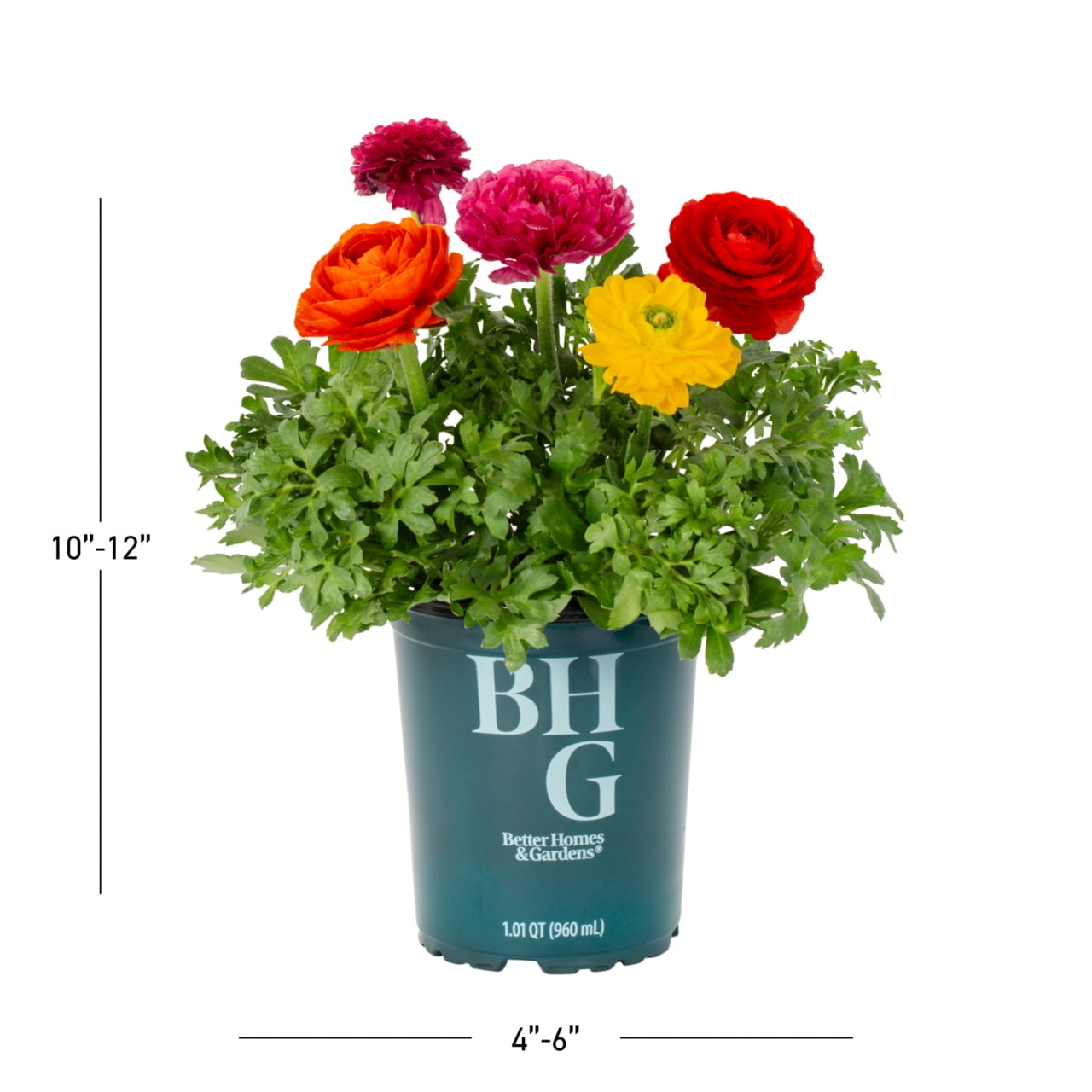 Better Homes & Gardens 1.5PT Multicolor Ranunculus Live Annual Plant Sun