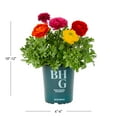 thumbnail image 3 of Better Homes & Gardens 1.5PT Multicolor Ranunculus Live Annual Plant Sun, 3 of 6