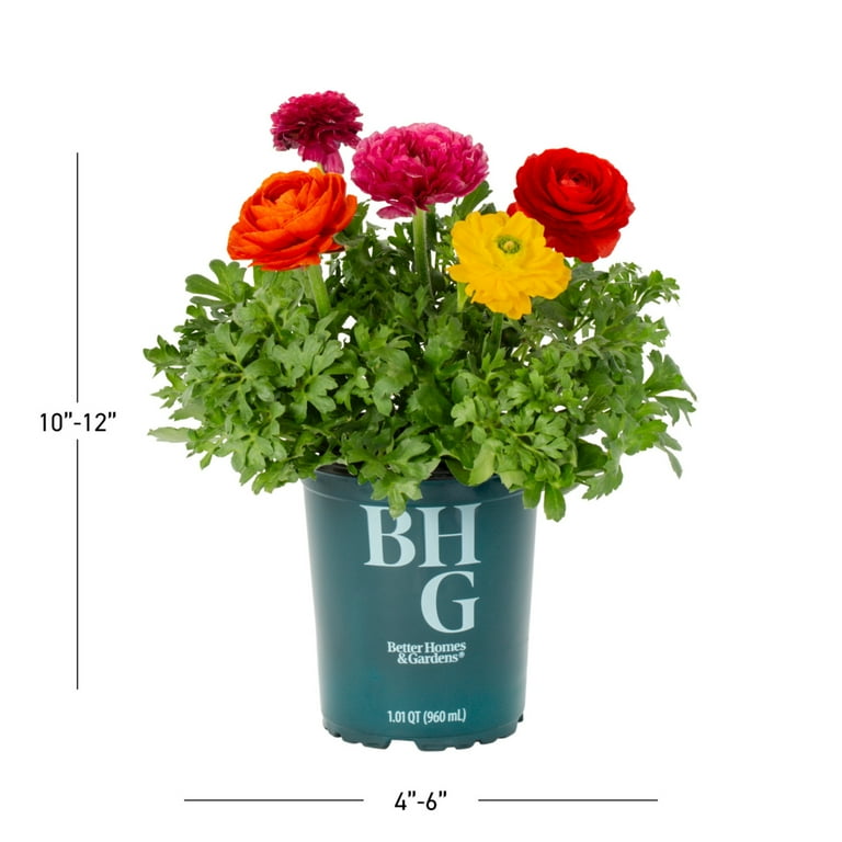 Better Homes & Gardens 1.5PT Multicolor Ranunculus Live Annual Plant Sun -  Walmart.com