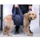 thumbnail image 1 of El arnés de soporte de las correas ajustables de la elevación del cabestrillo canino del perro a rehabilitar el arnés - Azul, METRO Yinane Arnés para perros, 1 of 8