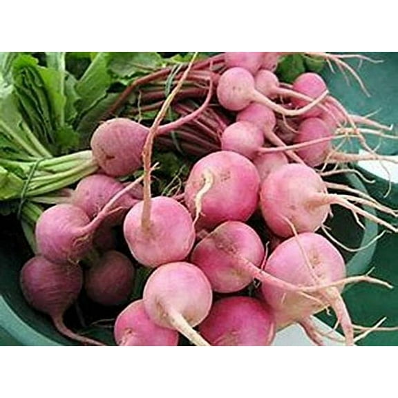 Radish Pink Beauty Great Heirloom Vegetable by Seed Kingdom Bulk 1 Lb Seeds