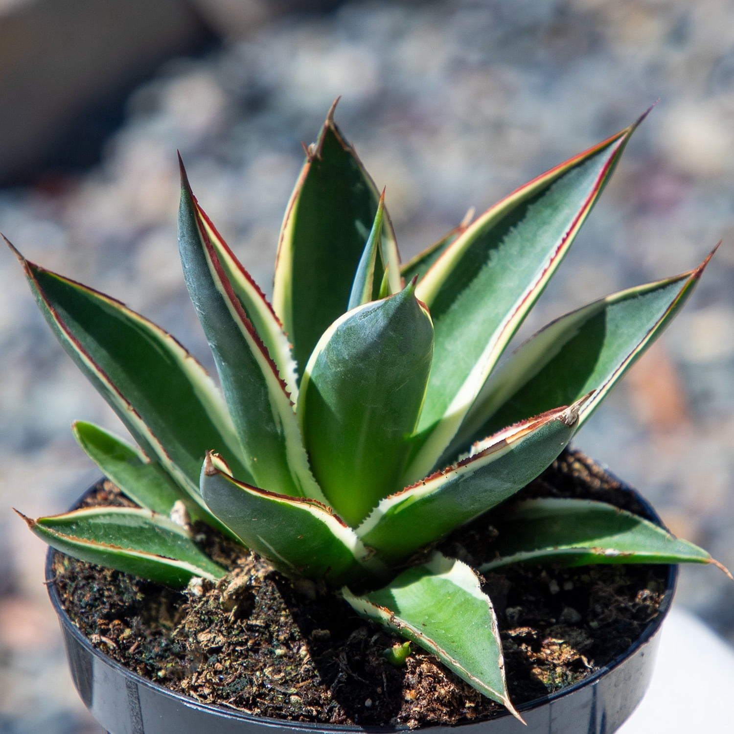 Altman Plants Striped Rare Agave 'Snowglow' Uncommon & Unique Succulent in 3.5" Grower Pot