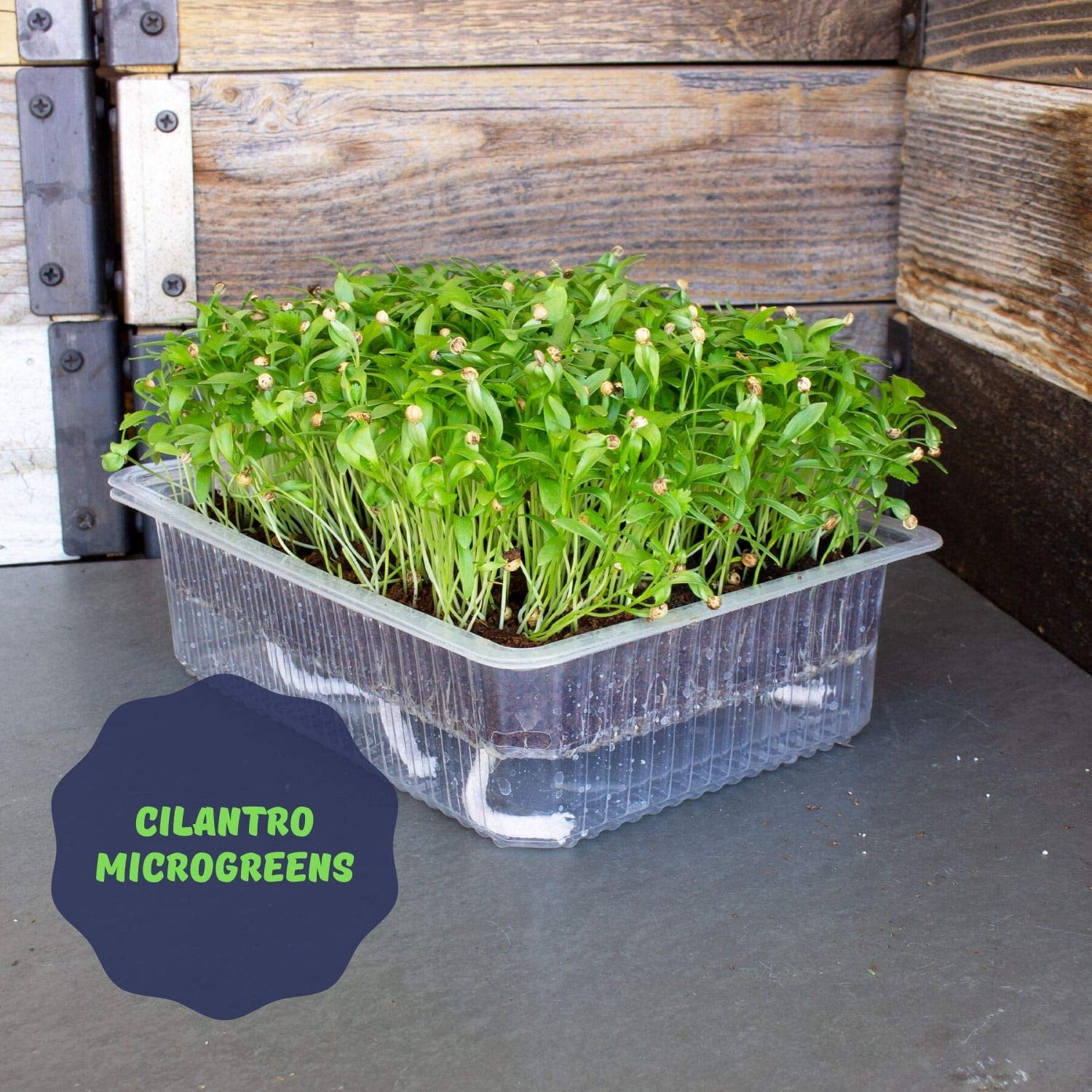 Self Watering Microgreens Kit - Soil Based - Grow Micro Greens In Soil - Easy Growing - Fun to Eat - Grow Sunflower, Speckled Pea, Rainbow Swiss Chard & Cilantro
