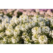 200 WHITE QUEEN CLEOME (Spider Flower) Cleome Hassleriana Cleome Spinosa Flower Seeds