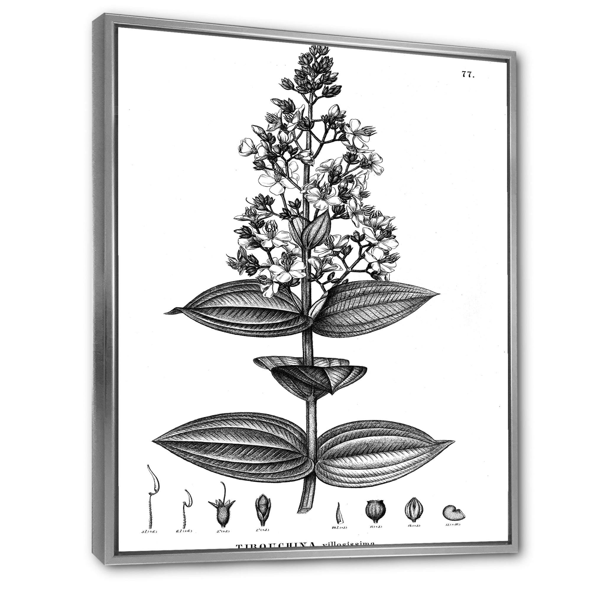 Designart 'Ancient American Flora VI' Traditional Framed Canvas Wall Art Print