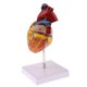 thumbnail image 2 of Modelo Anatómico a Escala 1: 1 Del Corazón + Llavero Escuela de Anatomía Biología Materiales Didácticos para La Enseñanza Macarena Ayudas para la enseñanza del corazón humano, 2 of 8