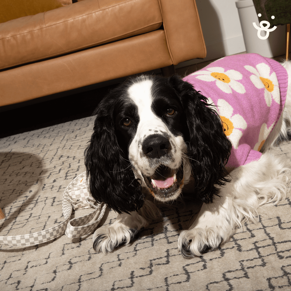 Oodles Gray Checkered Dog Walking 3 Piece Set, Medium