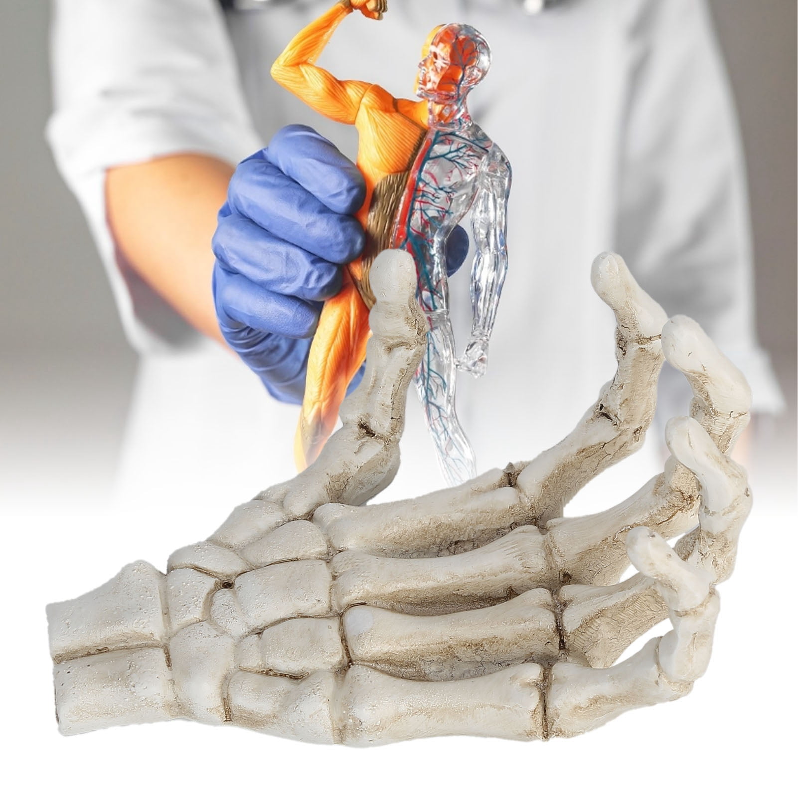 Human Hand Skeleton Model, Skull Claw Skeleton Model Light Weight