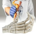 thumbnail image 1 of Human Hand Skeleton Model, Skull Claw Skeleton Model Light Weight Clear Structure High Hardness  for Teaching Tool for Bracket for Home Decoration, 1 of 8