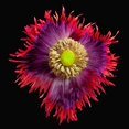 thumbnail image 2 of Reynolds, Richard 26x26 White Modern Wood Framed Museum Art Print Titled - Poppy Drama ~ Queen, 2 of 4
