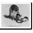 thumbnail image 2 of Historic Framed Print, [Cat and kitten drinking milk], 17-7/8" x 21-7/8", 2 of 9