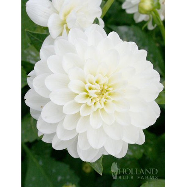 Wittem Decorative Dahlia