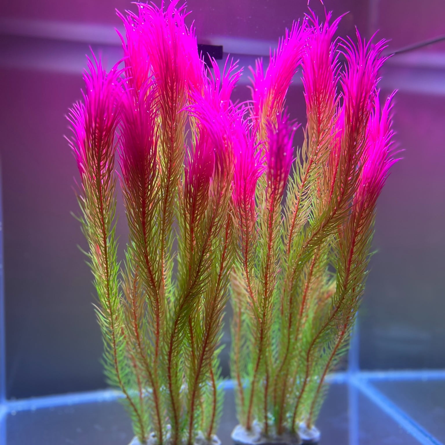 Realistic Plastic Aquatic Plants Weighted Base, LifeLike Movement