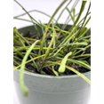 thumbnail image 6 of Hoya Retusa, 4 inch, Fuzzy Stems, Curtain Hoya, Wax Plant, Wax Vine, and Porcelain Vine, 6 of 8