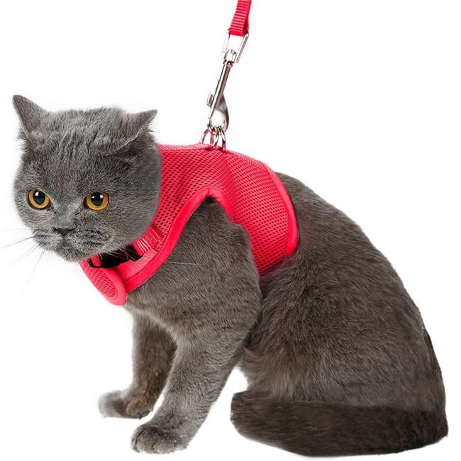 cat collar and leash