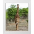 thumbnail image 3 of Dana Underdahl 15x18 White Modern Wood Framed Wall Art Titled - Giraffe Walk IV, 3 of 5