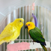 HEMOTON Perch for Birds Bird Playground Parrot Tree Parrot Playing Stand 15X3CM