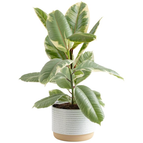 Costa Farms Fiddle Leaf Fig Tree, Ficus Lyrata Live Indoor Floor Houseplant in Decor Planter, Tropical Plant for Home Potted in Soil, Home and Office Decor, Housewarming Gift, 3-4 Feet Tall