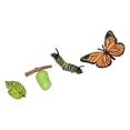 thumbnail image 2 of Conjunto de ciclo de crecimiento Animal educativo para niños de 3 a 6 años, regalo de Navidad, herramientas de enseñanza de ciencias, rompecabezas, mariposa 10x5.5cm, 2 of 8