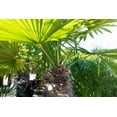 thumbnail image 2 of Windmill Palm - 5 Live Plants in 4 Inch Pots - Trachycarpus Fortunei - Hardy Palm from Florida, 2 of 5