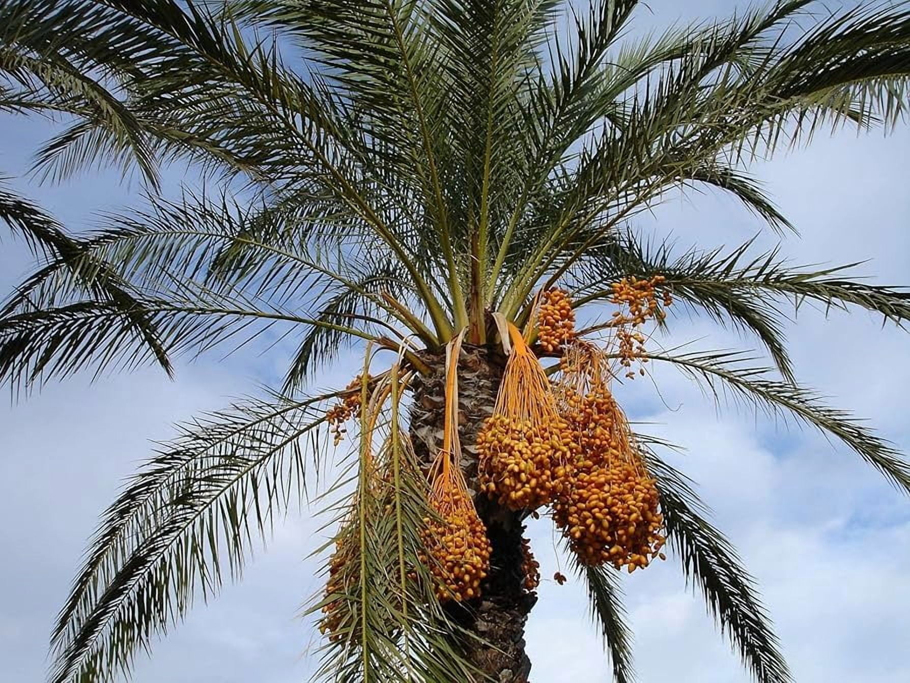 FirstChoiceCandy Jumbo Medjool Dates, Grown in California, Sweet Dates - 2 Pound