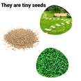 thumbnail image 3 of 1/2 Lb Zoysia Emerald Grass Seeds for Lawn, Zoysia Grass Lawngrass Seeds Emerald Zoysia Ornamental Grasses Seed, 3 of 5