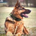thumbnail image 4 of Durable Military Tactical Dog Collar Bungee Leash Set Pet Nylon Walking Training Collar For Medium Large Dogs German Shepard, 4 of 5
