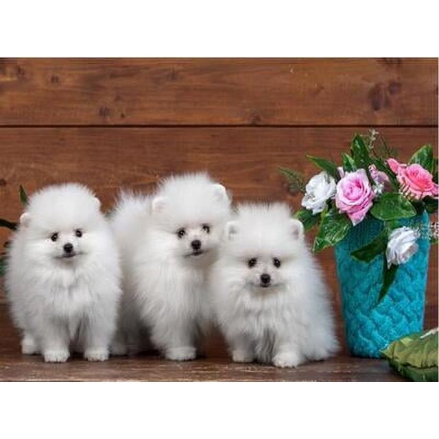 Bordado de diamantes redondos y cuadrados, animales de perro Spitz, bricolaje, pintura de diamante 5D, punto de cruz, diamantes de imitación, decoración del hogar, FS6607