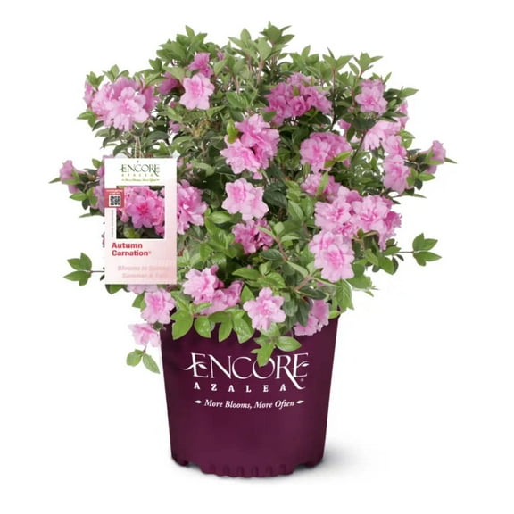 Encore® Autumn Carnation™ Azalea - Rhododendron ‘Roblec’