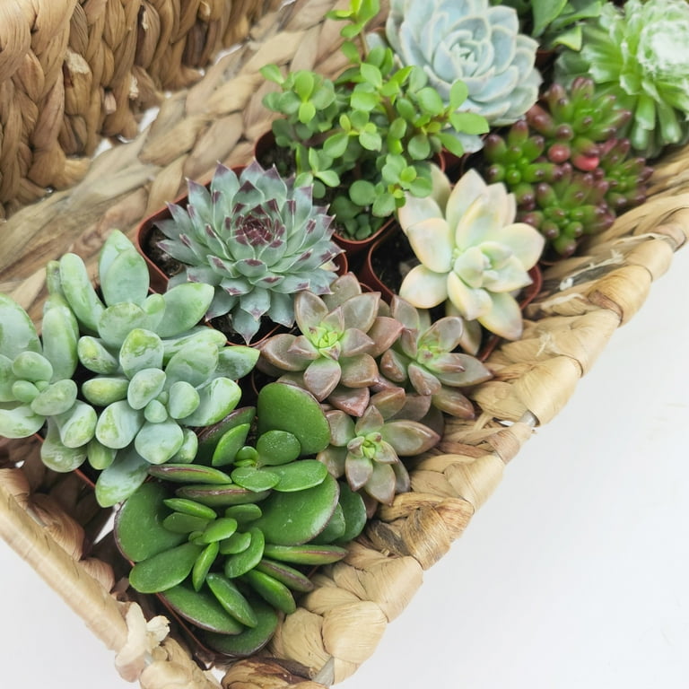 Altman Plants Live Succulent Plants, Assorted Succulents , 2 inch Pots (6  Count) - Walmart.com