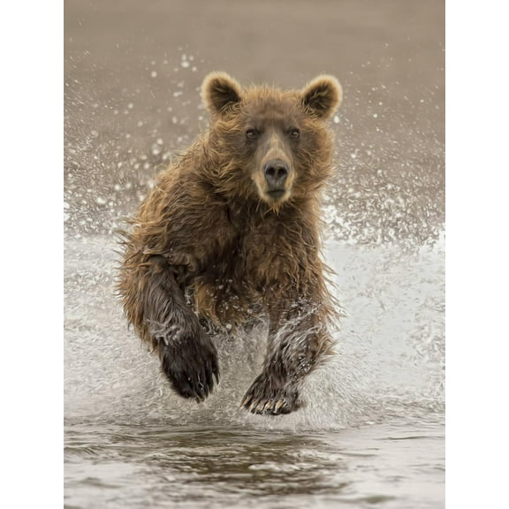 Art.com Bears at Play II Art Print by PHBurchett, 12" x 16"