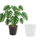 thumbnail image 4 of Yuarrent Hojas artificiales de Monstera Deliciosa de bajo mantenimiento, embellecimiento del hogar sin esfuerzo, flores de imitación, lavabo Type2 NO2, 4 of 6