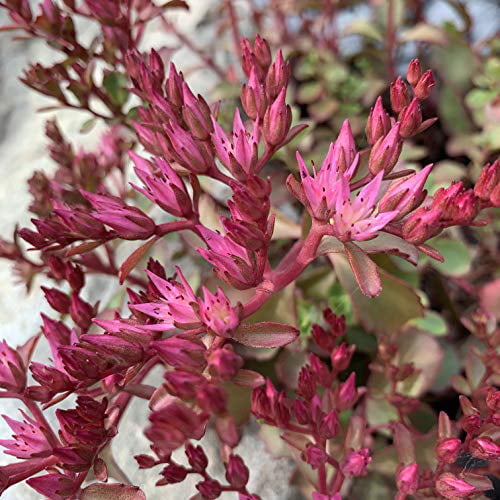 Seed Needs Great Groundcover for Rock Gardens Sedum coccineum Heirloom & Open Pollinated Twin Pack of 1,000 Seeds Each Dragon's Blood Sedum Seeds for Planting 
