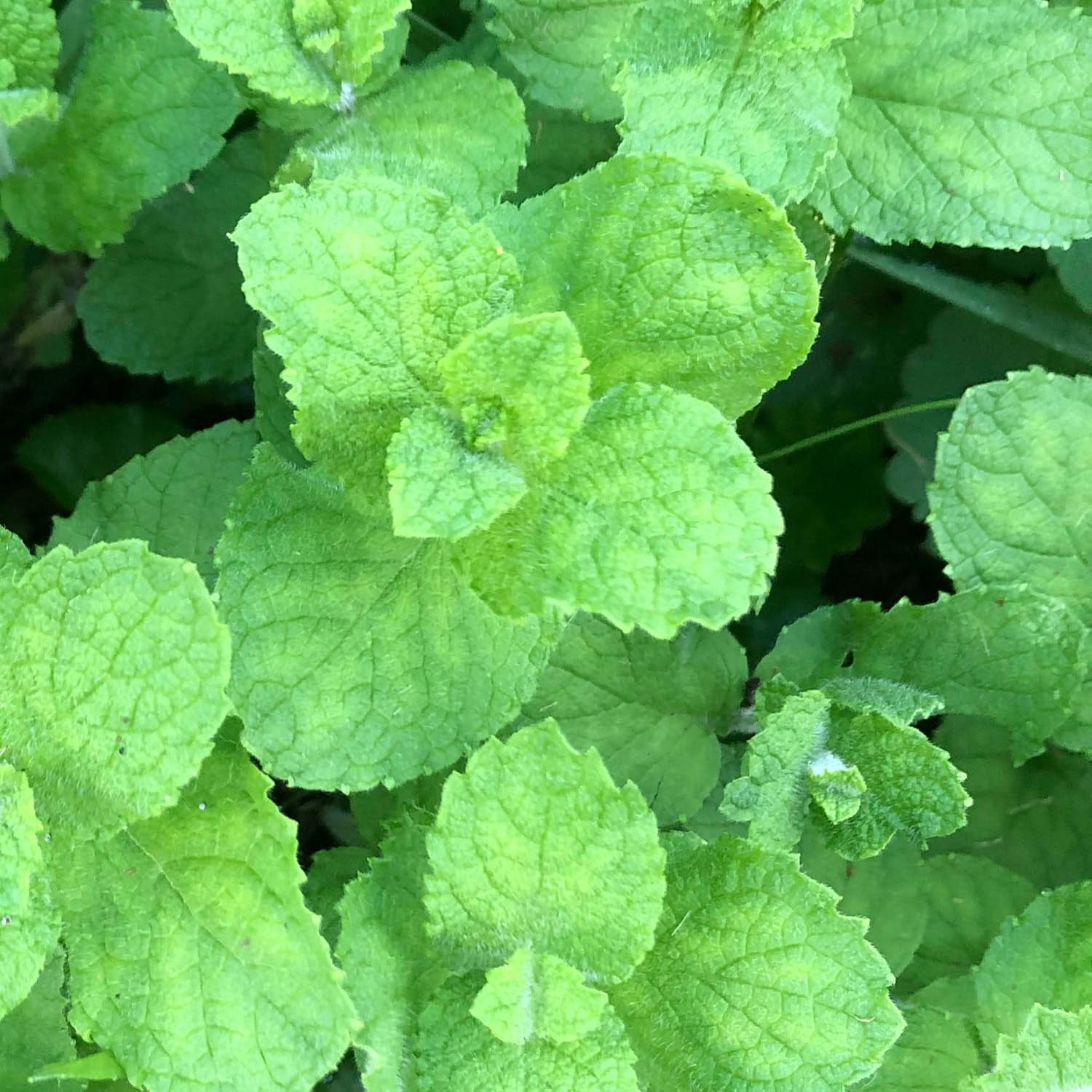 Smoke Camp Crafts Plant Pack - Mint Medley Collection: 5-Variety Live Mint Plant Set in 2.5" Pots – Perfect for Culinary Use, Aromatherapy, and Gardening