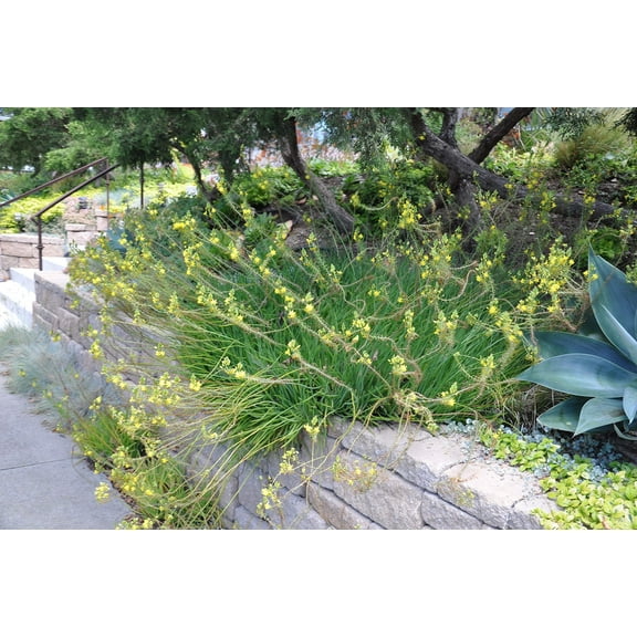 Bulbine Frutescens Yellow - 10 Live Plants - Butterfly Attracting Flowering Groundcover