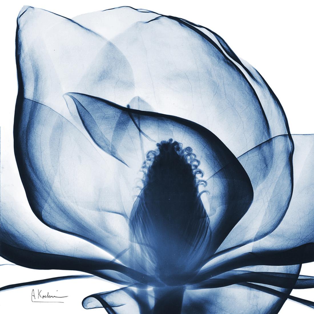 Magnolia Indigo Blue Flower X-Ray Photo Print Wall Art By Albert