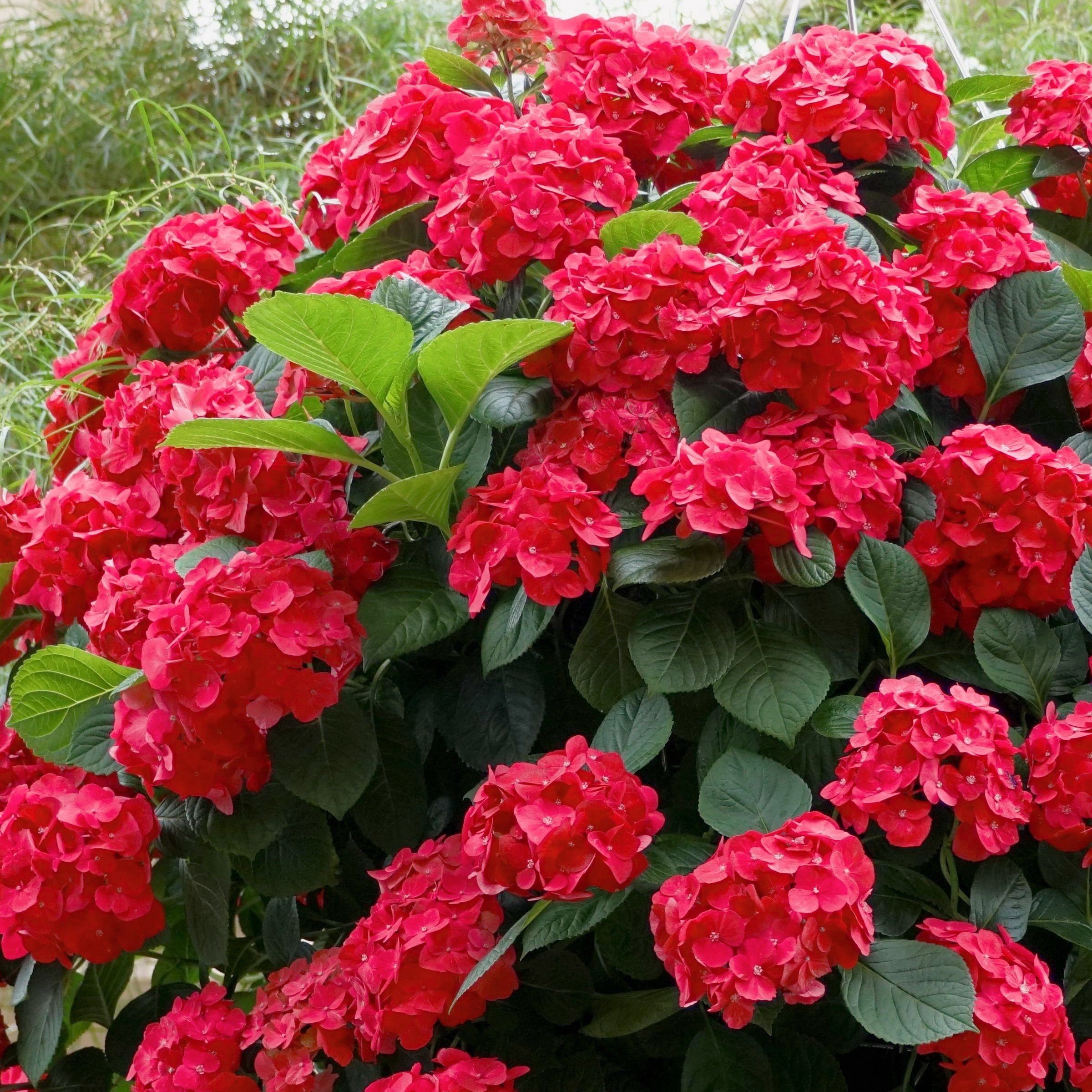 National Plant Network 1 gal Hydrangea 'Red Beauty' Live Perennial Shrub with Part Shade