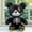 Black, variant on 2026 New Bear Plush Toys, Stuffed Animals Toys Bear Soft Pillow Toys, Cute Cartoon Dolls, Figurines, Gifts，Double, Best Birthday Gifts for Holiday Xmas Easter for Friend and Family (Bear, 2PCS)