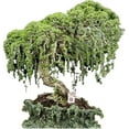 thumbnail image 5 of Bonsai Tree Soil All Purpose Blend - CZ Grain Brand 100% Organic All Natural Great for Fast Growing Bonsai Trees (10 Quarts - 1 Giant 18 Inch Bonsai Pot), 5 of 5