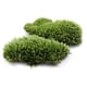 thumbnail image 2 of Plantas de micropaisaje de musgo de alta calidad, musgo especial de pelo blanco, 2 of 3
