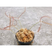 Carnivorous Forked Leaf Sundew (Drosera Binata) Plant 3 inch pot